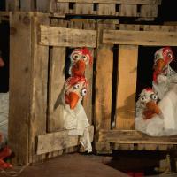 La zone nono par Tête dans le Sac marionnettes (c) Grégoire Czech